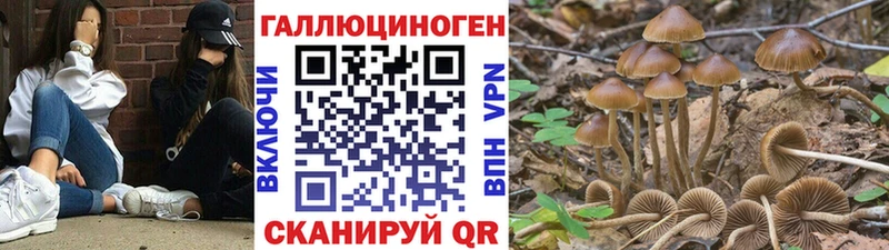Псилоцибиновые грибы Cubensis  где продают   Чапаевск 